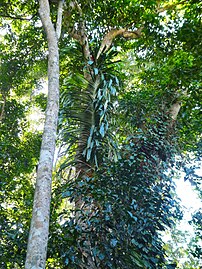 Freycinetia marginata