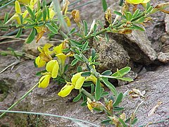 Behaarter Ginster (Genista pilosa)