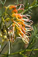 <center>Grevillea dielsiana</center>