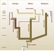 Die Sequenzierung der Zellkern-DNA wurde dahingehend interpretiert, dass die Denisova-Menschen (dünne Linie) vermutlich in der Zeit des Übergangs von Homo erectus zu Homo heidelbergensis von der zum Neandertaler führenden Abstammungs-Linie abzweigten.[34]