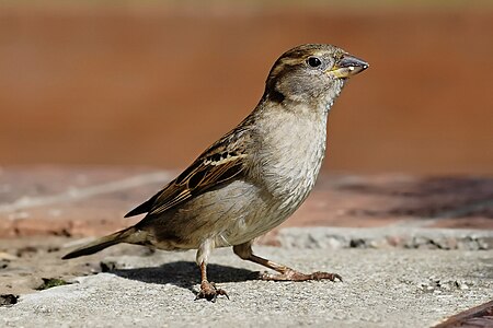 House sparrow, female at Paleontology, by Fir0002