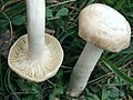 Hygrophorus eburneus