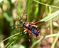 Rhynocoris iracundus (Harpactorinae)