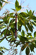 Acanthaceae sp en manglar de isla Curieuse