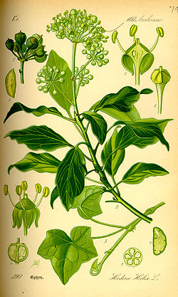 Euroopanmuratti (Hedera helix).