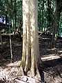 A. phillipinensisの幹と根