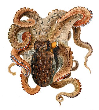 "Octopus_vulgaris_Merculiano.jpg" by User:Citron