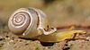 right side view of yellow snail with white shell