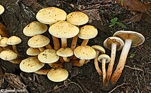 Pholiota alnicola