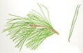 Pinus halepensis foliage
