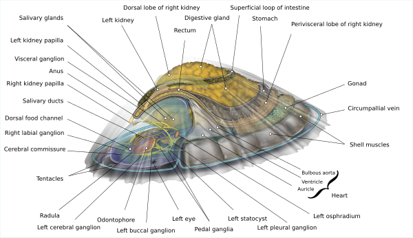 Internal anatomy without most musculature or circulatory information