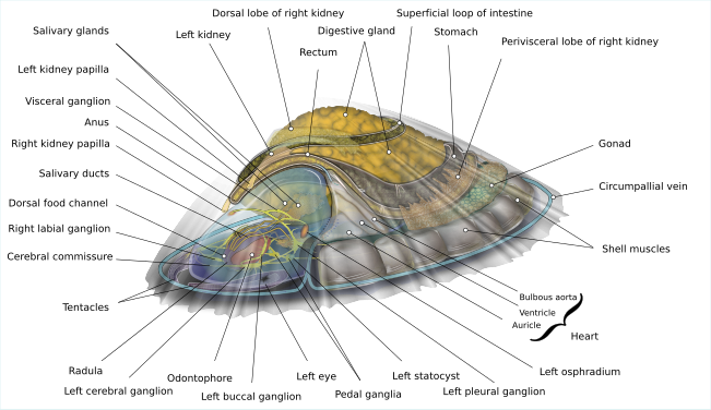 Internal anatomy of a saltwater limpet (created and nominated by KDS4444)
