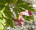 Leaves and seeds