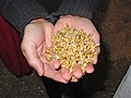 Image 45Malted barley before kilning or roasting (from Brewing)