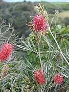 Starr 080314-3569 Grevillea banksii.jpg