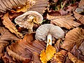 Tricholoma.