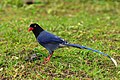 Formosan blue magpie