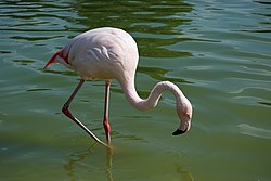 (Phoenicopterus ruber)