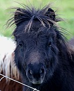 Poulain Shetland noir, vu de face