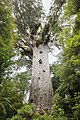 Tane Mahuta, Vaipoua o'rmonidagi Agathis australis, hajmi bo'yicha Yangi Zelandiyadagi eng katta daraxt