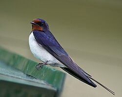 Hirundo rustica