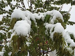 2015-05-07 07 47 00 New green leaves covered by a late spring wet snowfall on a Freeman's Maple on Silver Street in Elko, Nevada.jpg