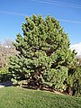 Image 23Globosa, a cultivar of Pinus sylvestris, a northern European species, in the North American Red Butte Garden (from Conifer)