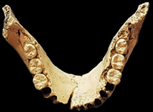 La mandibule AT-1, premier fossile officiellement découvert dans la Sima, exposée au musée Géominier de Madrid.