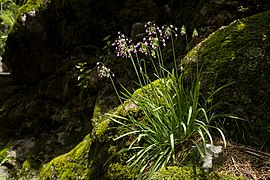 Plantes entières au Nouveau Mexique.