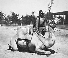 Sitting camel, with soldier behind. Holding a rifle at the slope and wearing a fez. Buildings in the background