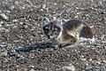 Arctic fox