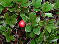 Arctostaphylos uva-ursi