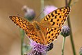 Argynnis adippe Bosrandparelmoervlinder