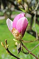 de:Magnolienhain (Aschaffenburg) im Frühjahr 2018