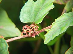Begonia Vine.jpg