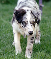 Iris-Heterochromie bei einem Border-Collie-Welpen mit dem Merle-Faktor