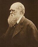 Julia Margaret Cameron: Portrait of Charles Darwin (1868)