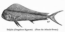 CoryphaenaHippurus.jpg