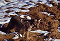 Којот (Canis latrans)