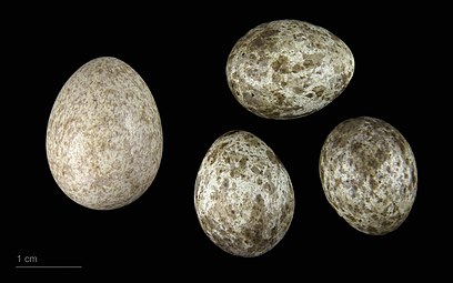 Cuculus canorus canorus egg in a clutch of Acrocephalus scirpaceus - MHNT