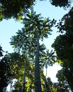 Di Laceys Creek, Queensland