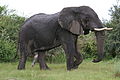 Prącie u słonia afrykańskiego