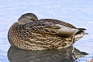 Female Mallard Duck Resting