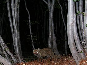 Red fox near Rifugio Timpa Rossa