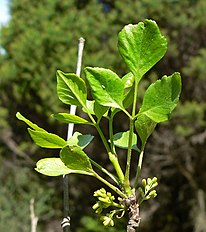 Fraxinus anomala