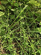 Galium pseudoasprellum