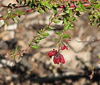 Grevillea oldei