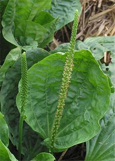 Plačialapis gyslotis (Plantago major)