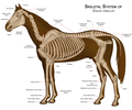 English: Skeletal system of horse