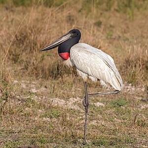 Jabiru, by Charlesjsharp